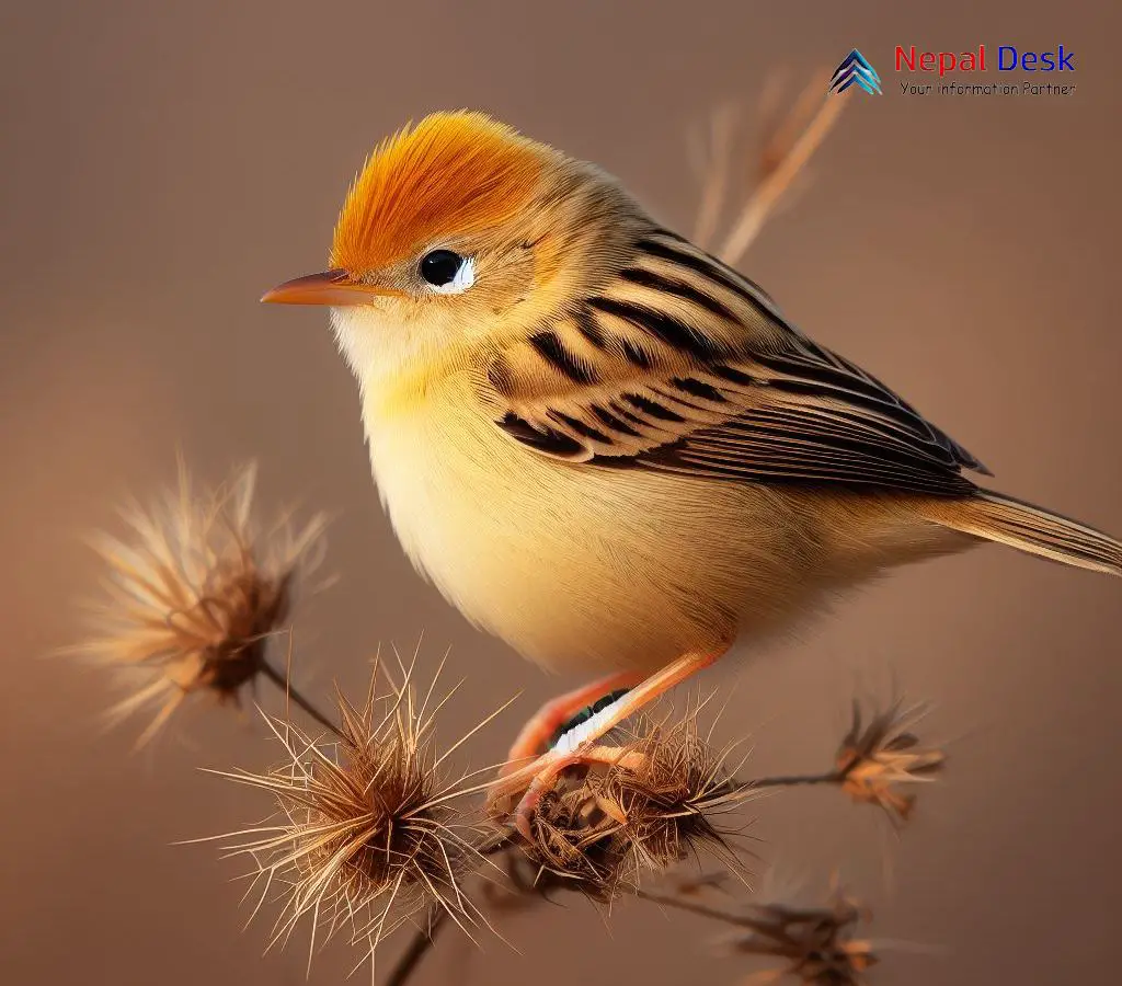 Goldenheaded Cisticola Sunlit Melody in the Grasslands Nepal Desk